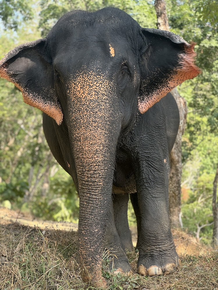 Jeab the elephant at Phuket Elephant Park